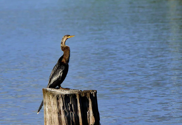 Ein Anhinga sitzt auf einem Baumstumpf in einem Teich — Stockfoto