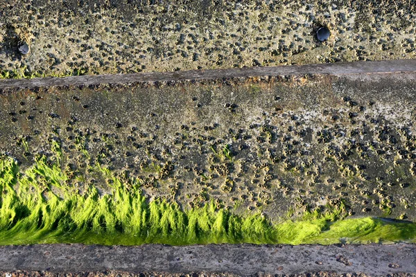 Barnacles és alga egy betontömb — Stock Fotó
