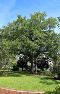 Bir parkta büyük canlı meşe ağacı