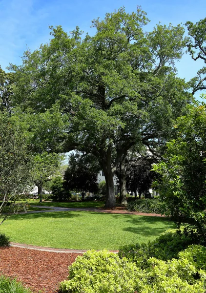 Grote levende eiken boom in een park — Stockfoto