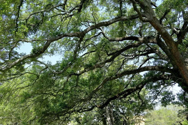 Ramas de un gran roble vivo en un parque — Foto de Stock