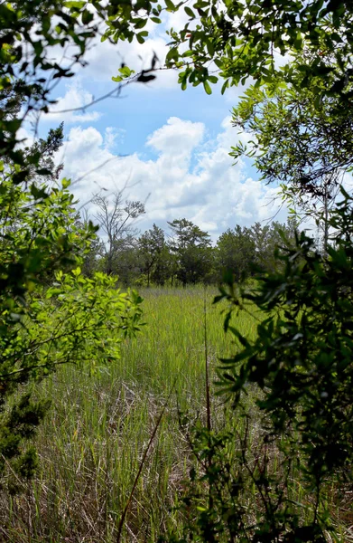 View of a meadow in Georgia — Stock Photo, Image