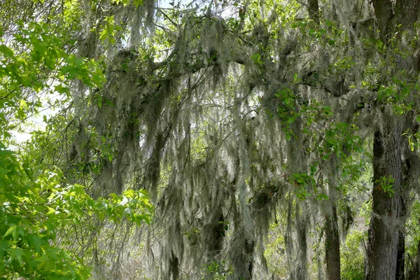 树上的西班牙苔藓 — 图库照片
