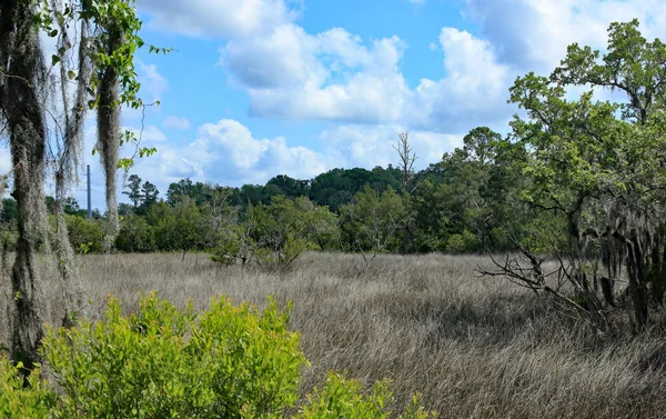Hierbas secas cerca de un bosque en Georgia costera —  Fotos de Stock