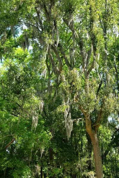 Spanisches Moos auf einem Baum — Stockfoto