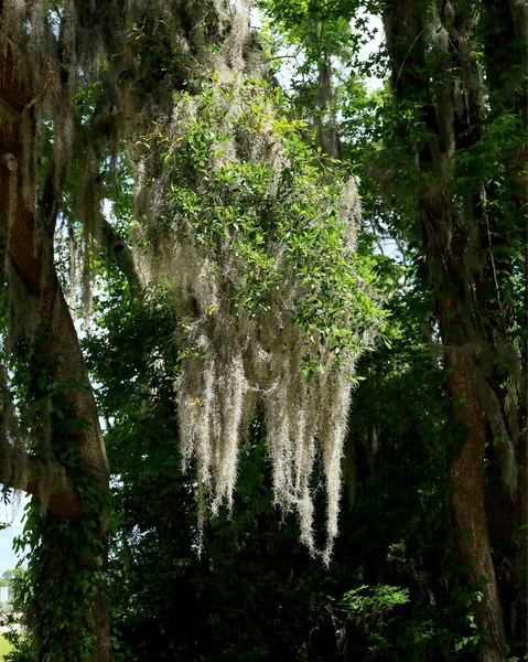 Spanish moss on a tree — Stock Photo, Image