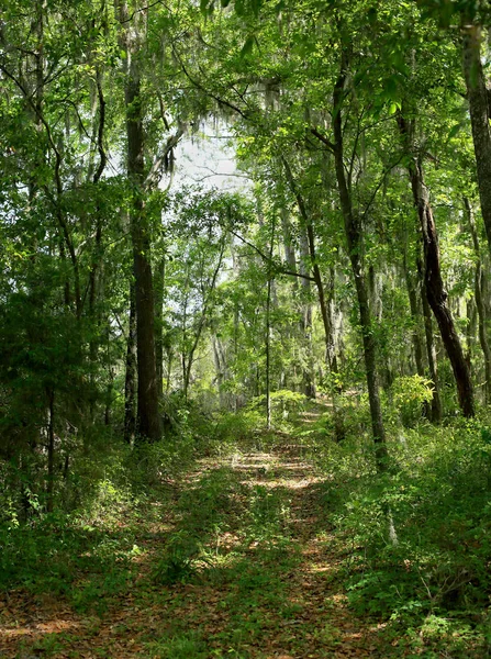 Caminho através de uma floresta na costa da Geórgia — Fotografia de Stock