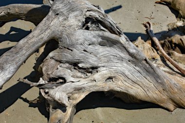 Kıyı Gürcistan'da bir plajda Driftwood