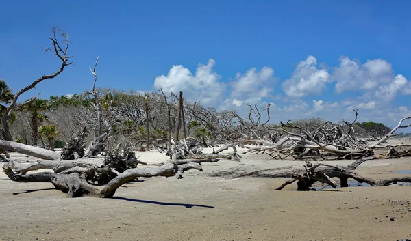 Driftwood on a beach in coastal Georgia — Stock Photo, Image