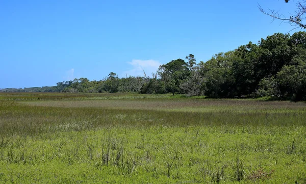 Green marshland near a stand of trees. — Stock Photo, Image