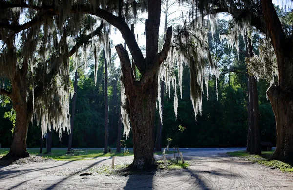 Spanish moss on a tree