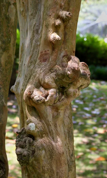 Knurls em um tronco de árvore nua — Fotografia de Stock