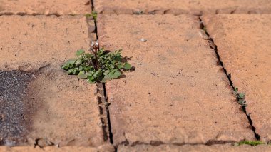 Tuğla bir verandada yabani otlar büyüyor. Bu durumda bu otlar Amerika 'nın orta batısında kışın ortasında yetişiyor.