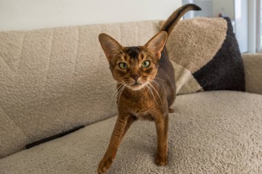 Kısa, kızıl kahverengi kürklü ve büyük yeşil gözlü Habeş kedisi. Bej tüylü kumaşla kaplı bir kanepede dikiliyor ve doğrudan kameraya bakıyor..