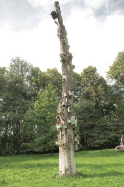 Yeşil bir çayırın ortasında, tepesi kırık, uzun, yaşlı ve kuru bir ağaç duruyor. Gövdesine düzinelerce kuş evi ve farklı şekil ve renkte yuva kutuları bağlanmış..