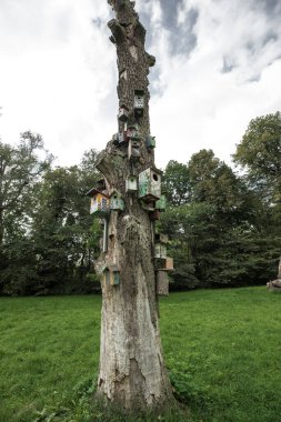 Yeşil bir çayırın ortasında, tepesi kırık, uzun, yaşlı ve kuru bir ağaç duruyor. Gövdesine düzinelerce kuş evi ve farklı şekil ve renkte yuva kutuları bağlanmış..