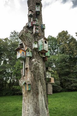 Yeşil bir çayırın ortasında, tepesi kırık, uzun, yaşlı ve kuru bir ağaç duruyor. Gövdesine düzinelerce kuş evi ve farklı şekil ve renkte yuva kutuları bağlanmış..