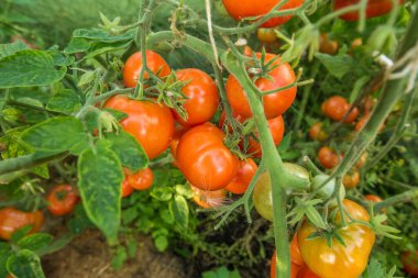 Olgun ve hala yeşil domatesler bir seradaki dallarda sallanıyor. Yanlarında yemyeşil maydanoz yetişir..