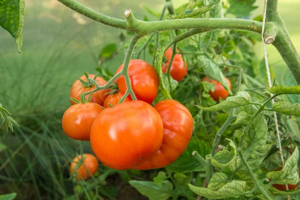 Olgun ve hala yeşil domatesler bir seradaki dallarda sallanıyor. Yanlarında yemyeşil maydanoz yetişir..