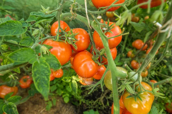 Olgun ve hala yeşil domatesler bir seradaki dallarda sallanıyor. Yanlarında yemyeşil maydanoz yetişir..