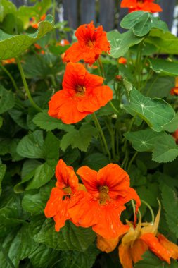 Yaprakların ve yaprakların üzerinde su damlacıkları olan parlak turuncu çiçekleri yakından çekerek taze ve canlı bir dokunuş ekliyoruz..