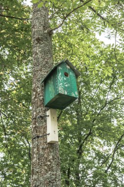 Ağaç gövdesine çivilenmiş, biraz yıpranmış yeşil bir kuş evi. Fotoğraf aşağıdan yukarıya, yüksekliği ve çevreleyen yeşilliği vurguluyor..