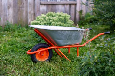 Bir bahçe el arabası, eski ahşap bir çitin yanında güneşli yeşil bir çimenlikte duruyor, rahat bir kır manzarası yaratıyor.