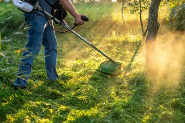 Erkek bahçıvan bahçesinde çim biçme makinesiyle çimenleri biçiyor güneşli bir günde, el arabası kesilmiş çimlerle dolu.