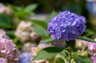 Hydrangea makrophylla 'nın dallarına yakın çekim. Çok renkli çiçekler açarak narin taç yaprakları ve yaz renklerini gösteriyor.