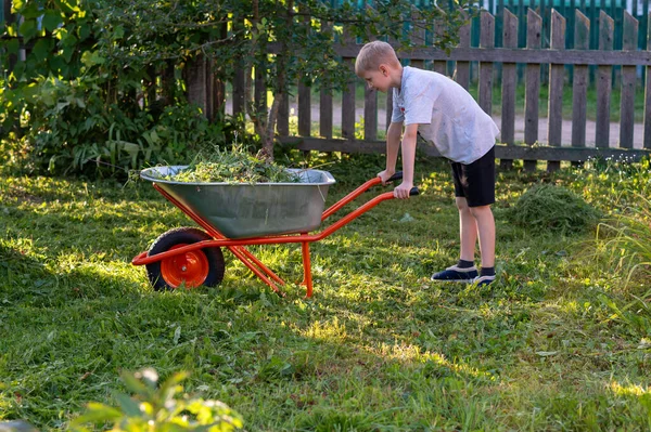 Taze kesilmiş çimlerle dolu el arabasını güneş ışığında yeşil çimlerin üzerinde taşıyan genç bir çocuk. Yaz bahçıvanlığı, bahçe işleri ve açık hava aktiviteleri kavramı.