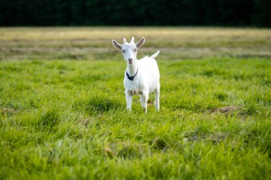 Yaz gökyüzü altında yemyeşil bir çayırda otlayan sevimli genç keçi, kırsal yaşamın, çiftçiliğin, hayvan bakımının, sürdürülebilirliğin, organik tarım ve doğal çevrenin sembolü.