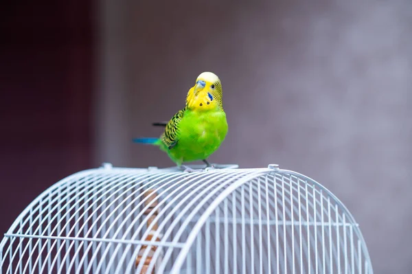 Bir kafese konmuş yeşil muhabbet kuşları, evcil hayvan konsepti, evde bakım ve hayvan sevgisi.
