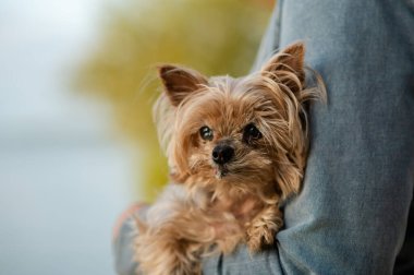 Yorkshire Terrier köpeği sahibinin kollarında huzur içinde yatıyor. Sevginin, sıcaklığın ve doğada huzurlu bir anın tadını çıkarıyor.