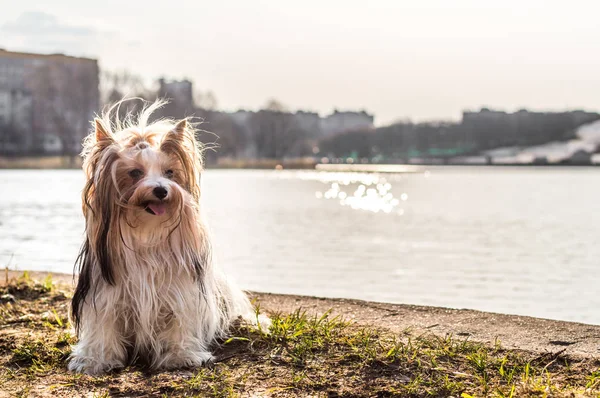 Hund Sitzt See Park — Stockfoto