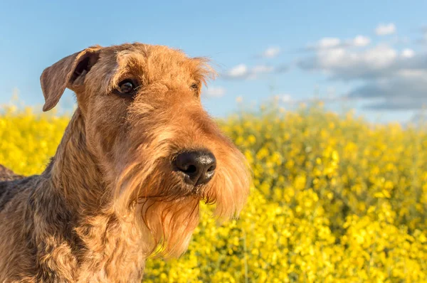 airedale Terrier yakın çekim portre
