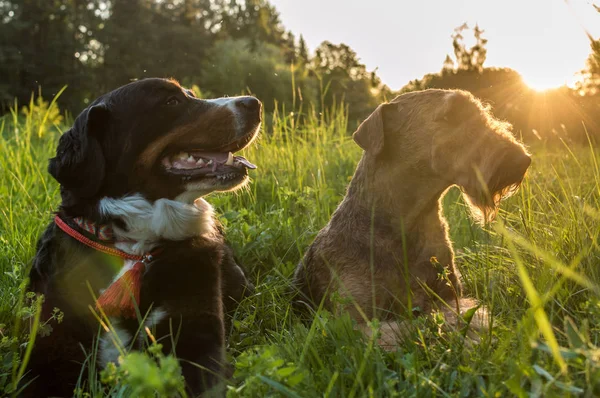 Airedale Terrier ve Bernese dağ köpeği günbatımında kurtçukları yalan. doggystyle kavramı