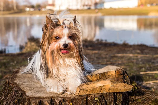 Hondenrassen Beaver Yorkshire Terriër Close Portret Hond Zit Een Park — Stockfoto