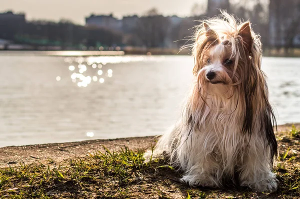 Hund Sitzt Fluss Scheint Die Sonne Sommer — Stockfoto