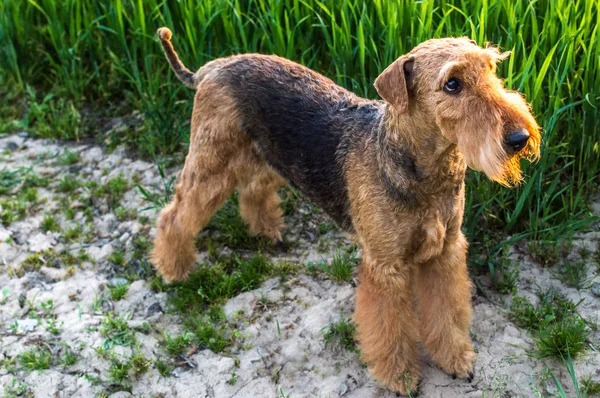 Airedale Terrier Retrato Hierba —  Fotos de Stock