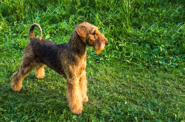 Airedale terrier parkta yeşil çim bir arka plan üzerinde