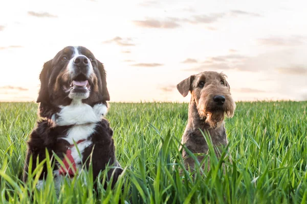 iki köpek çimenlerde oturuyorsun
