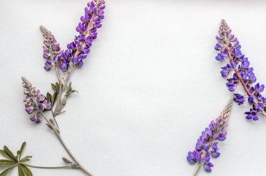 lupines beyaz bir arka plan üzerinde. kopya alanı