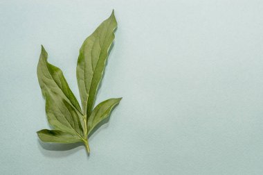 mavi bir arka plan üzerinde bir çiçek yaprak yeşil. minimalizm. düz lay