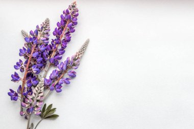 beyaz bir arka plan üzerinde lupine Şubesi