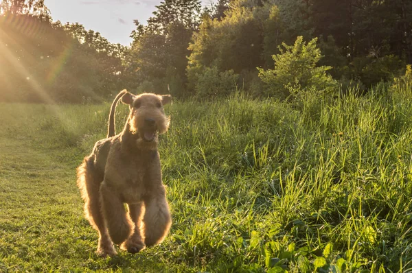 airedale terrier runs in the park