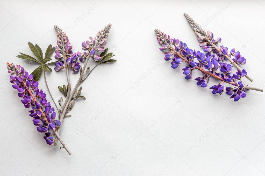 lupines on a white background