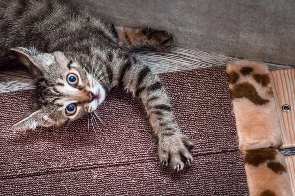 Gato Agudiza Las Garras — Foto de Stock