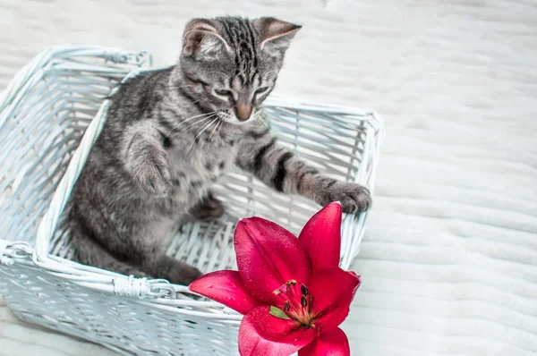 kitten in white basket playing with paw with flower