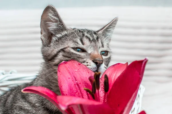 Retrato Gato Una Flor Cerca Sobre Fondo Blanco — Foto de Stock