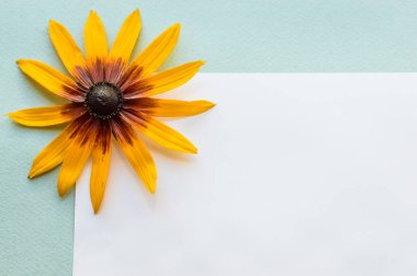 beyaz kağıdın üzerinde mavi bir arka plan. ayçiçeği bir çiçek. kavram yaz.